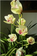 Cymbidium